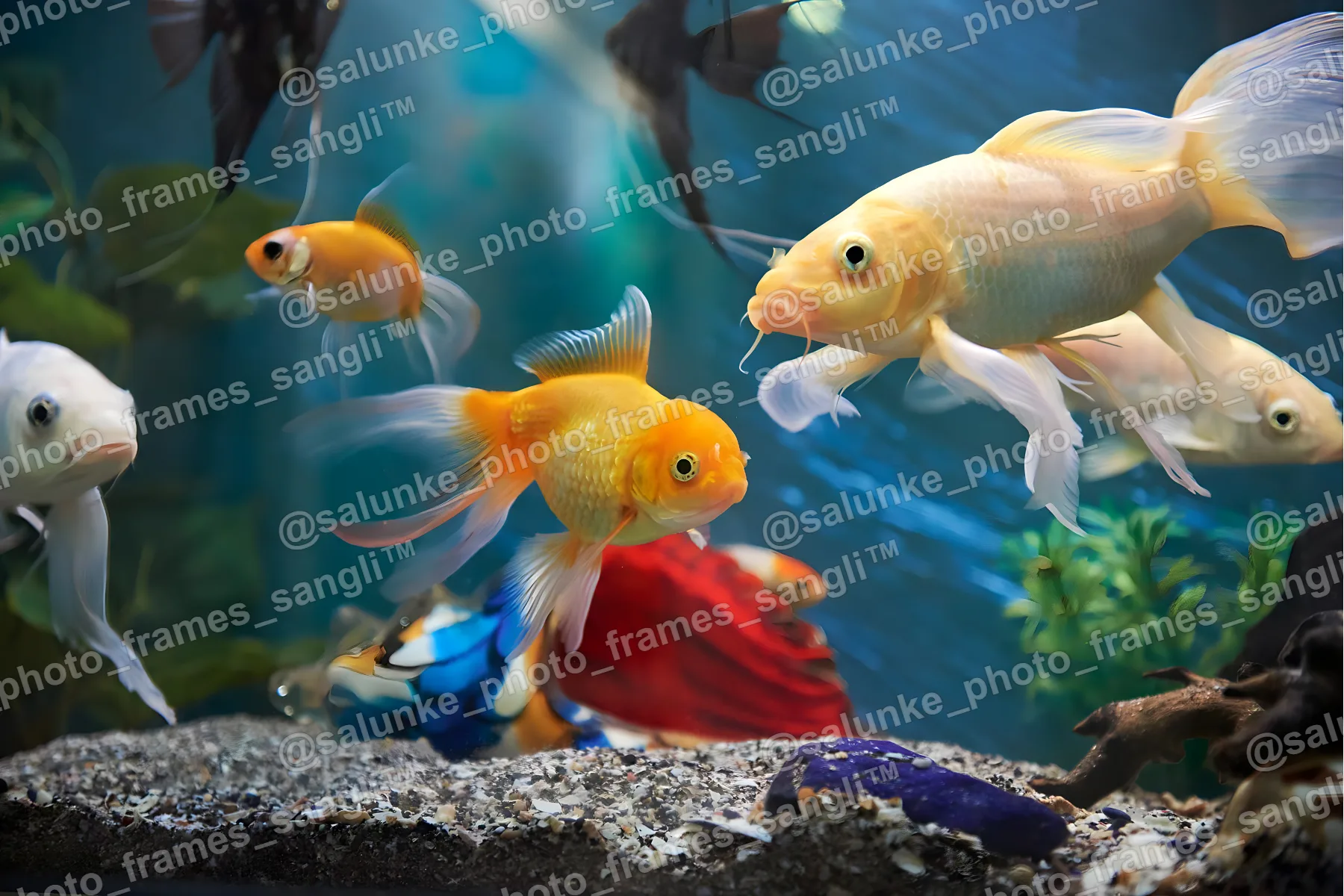 final fish 1.jpg